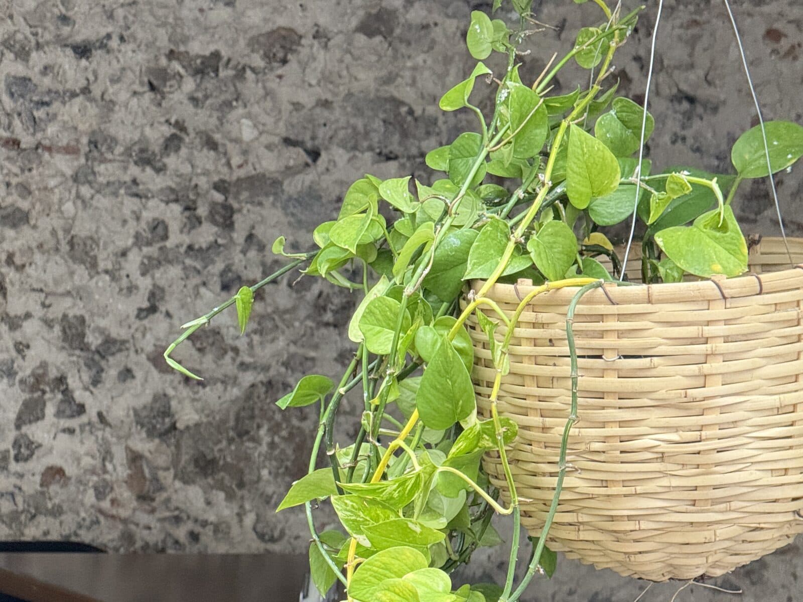 Muro de cantera de MACANA con una planta colgante en canasta de mimbre cayendo sobre él